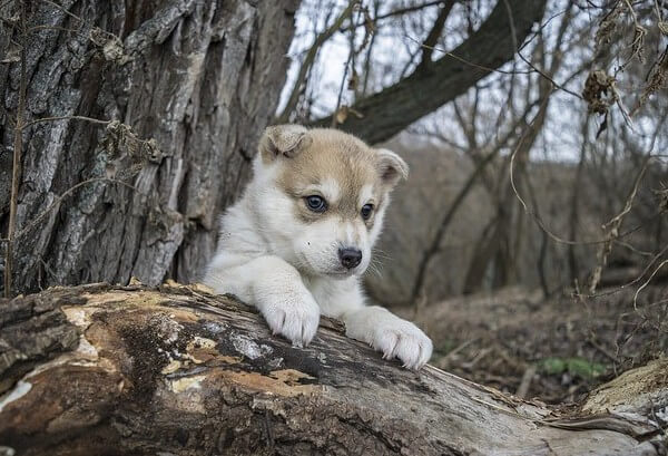 How much does a Teacup Husky cost