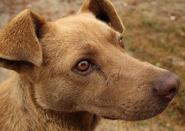 dog eye crust removal