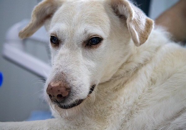 white on dogs nose