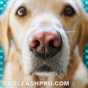 pink spot on dogs nose