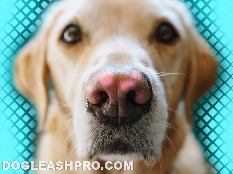 pink spot on dogs nose