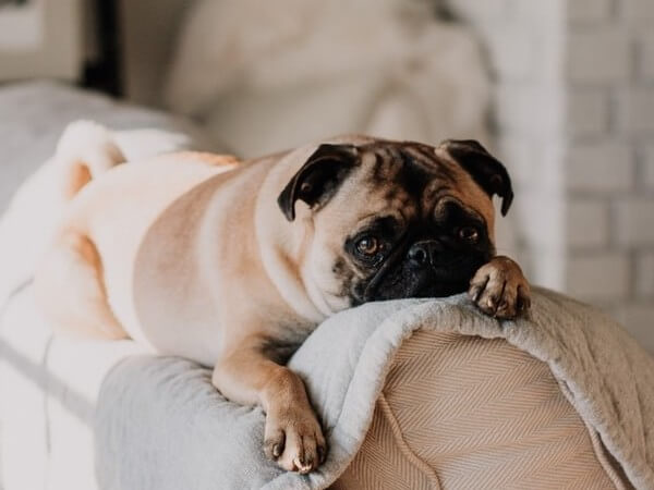 how can you tell if your pug is pregnant