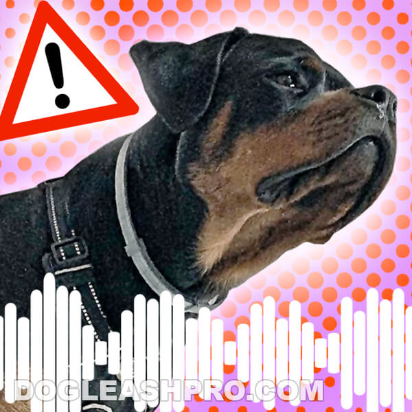 Why Does My Rottweiler Growl At Me? - Dog Leash Pro