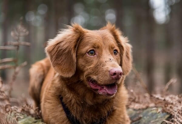 snow nose golden retriever