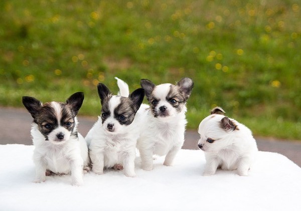 chihuahua terrier mix black and white