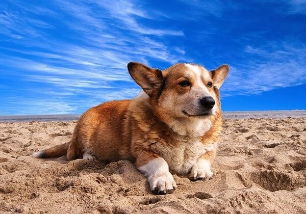 welsh corgi dog on the beach