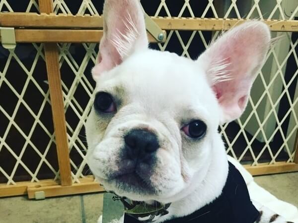 fluffy frenchie puppy