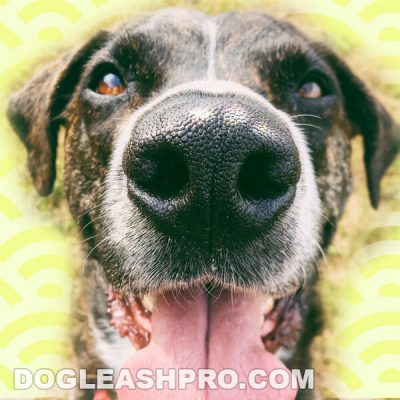 White Spot On Dog’s Nose: What Does It Mean? - Dog Leash Pro