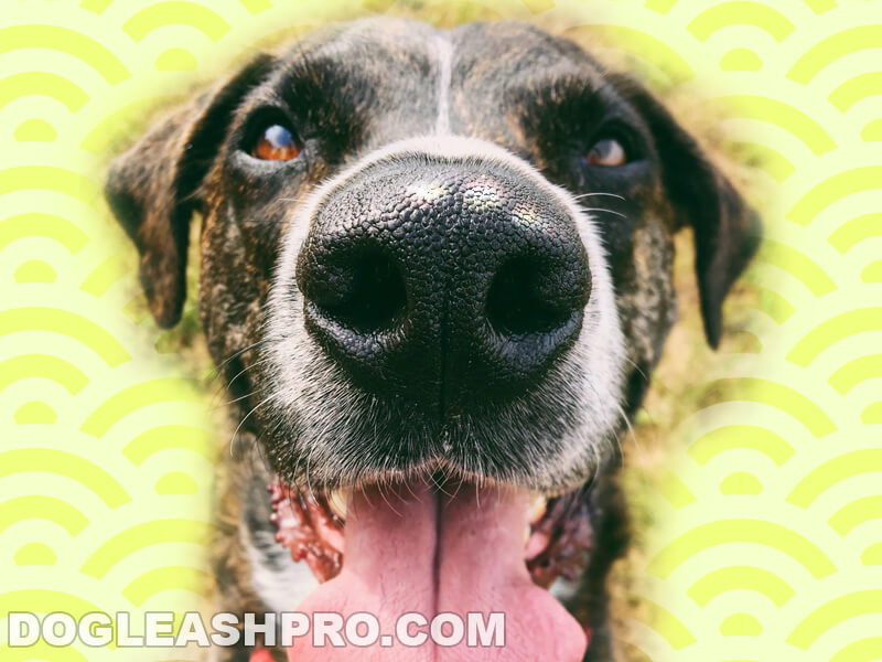 White Spot On Dog's Nose: What Does It Mean? - Dog Leash Pro