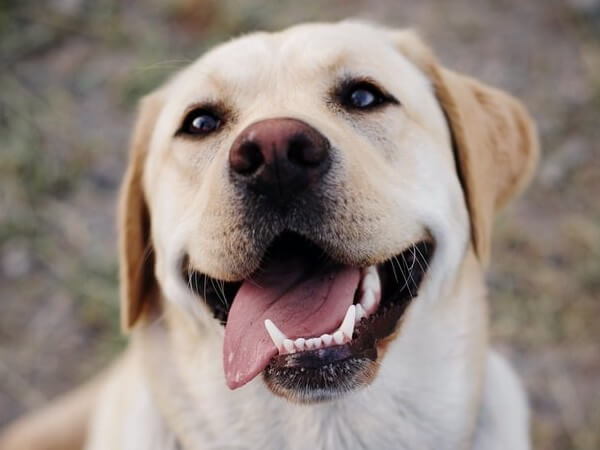 do golden retrievers noses change color