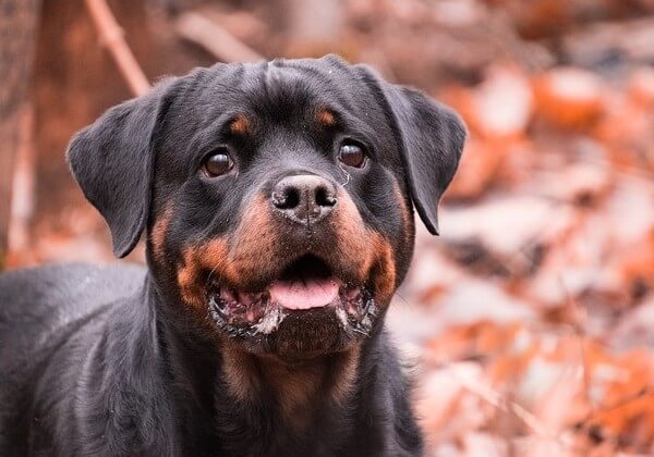 rottweiler puppy growls when picked up