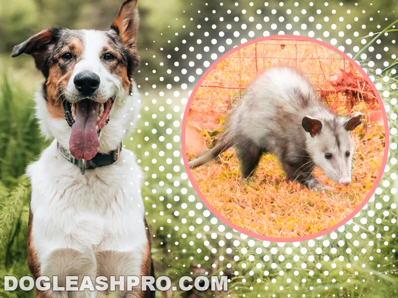 Are Possums Dangerous To Dogs