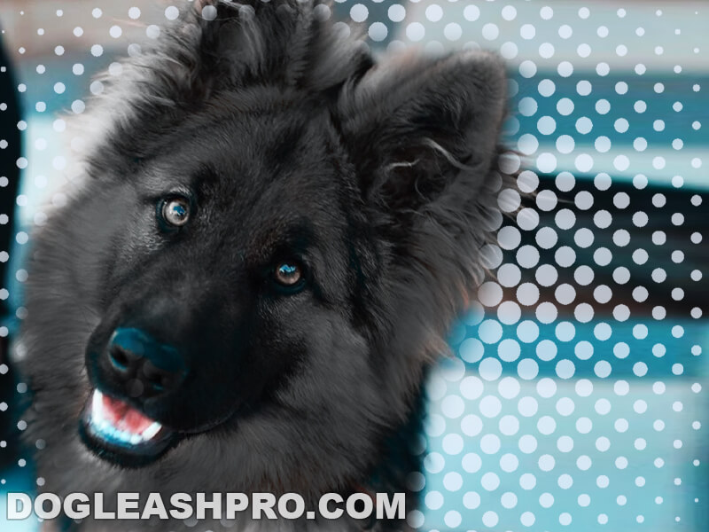 Blue Bay Shepherd: Complete Guide [UPDATED] - Dog Leash Pro