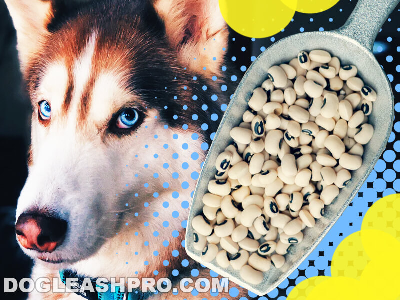 are black jelly beans bad for dogs