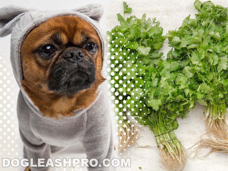 Can Dogs Eat Cilantro