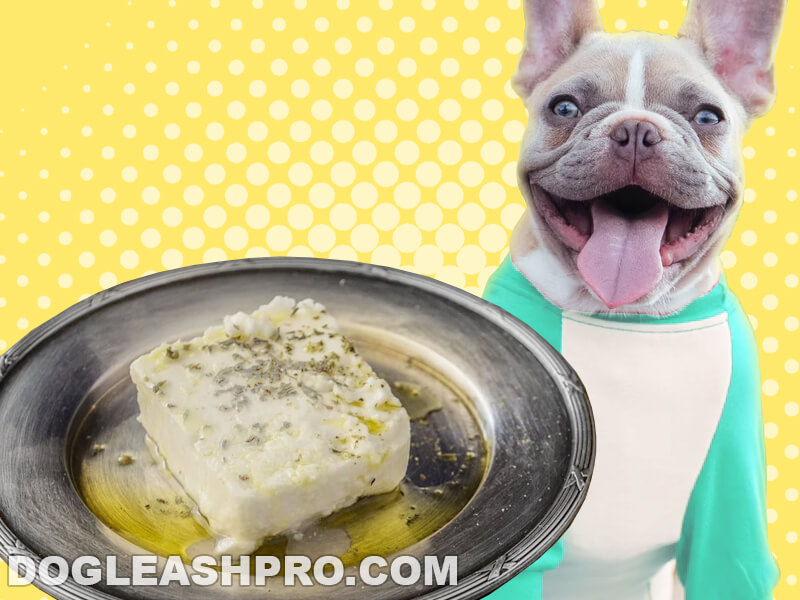 Can Dogs Eat Feta Cheese? - Dog Leash Pro