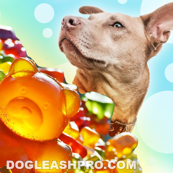 Can Dogs Eat Gummy Bears? - Dog Leash Pro