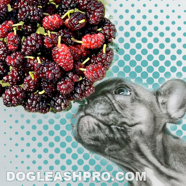 Can Dogs Eat Mulberries? - Dog Leash Pro