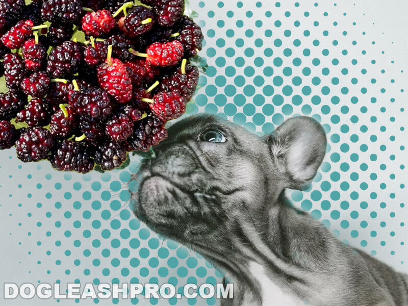Can Dogs Eat Mulberries