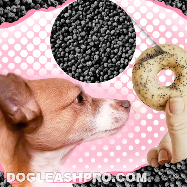 Can Dogs Eat Poppy Seed Muffin 