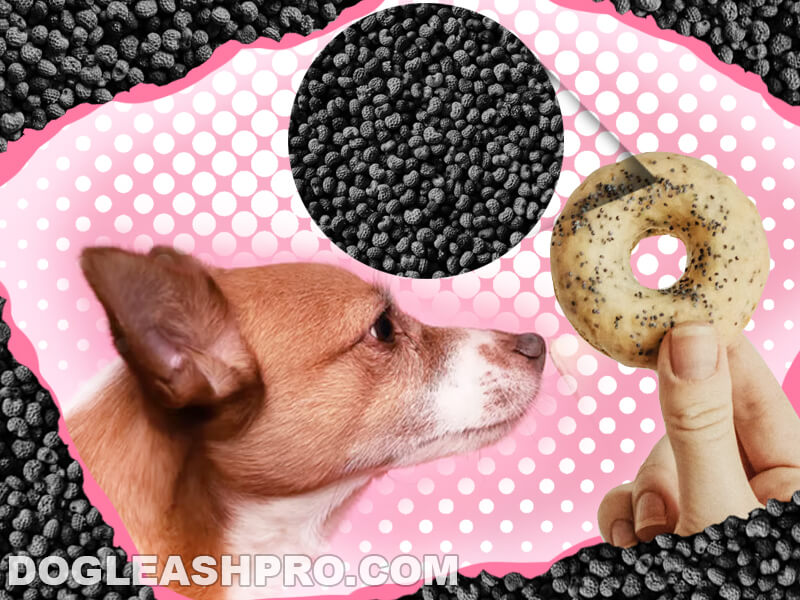 Can Dogs Eat Poppy Seeds