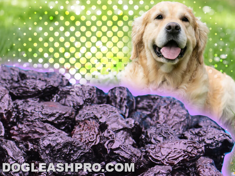 are prunes bad for dogs to eat