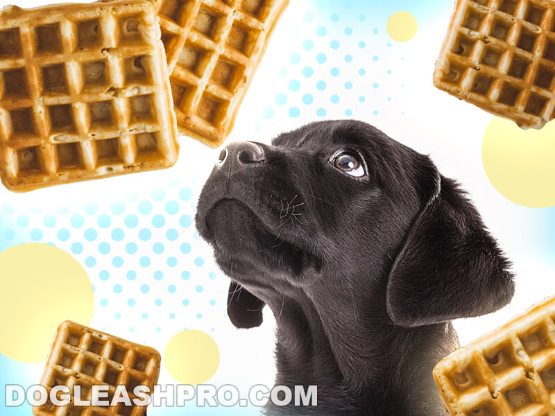 Can Dogs Eat Waffles? Dog Leash Pro