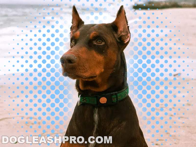 can a doberman be a seeing eye dog