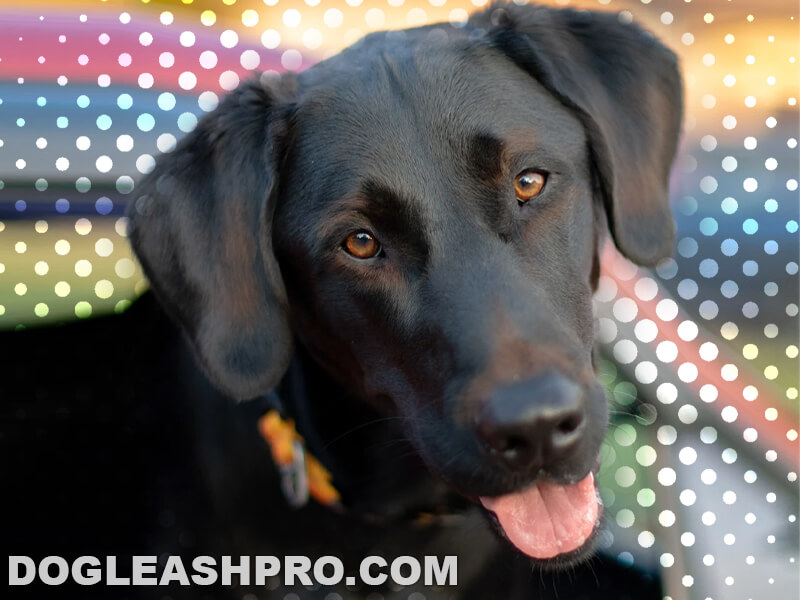 cane corso shepheard mix what do they look like