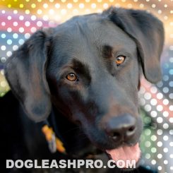 Cane Corso German Shepherd Mix: Complete Guide - Dog Leash Pro