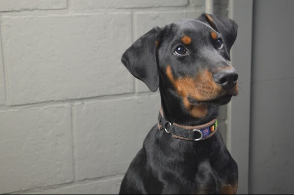 doberman and cane corso mix