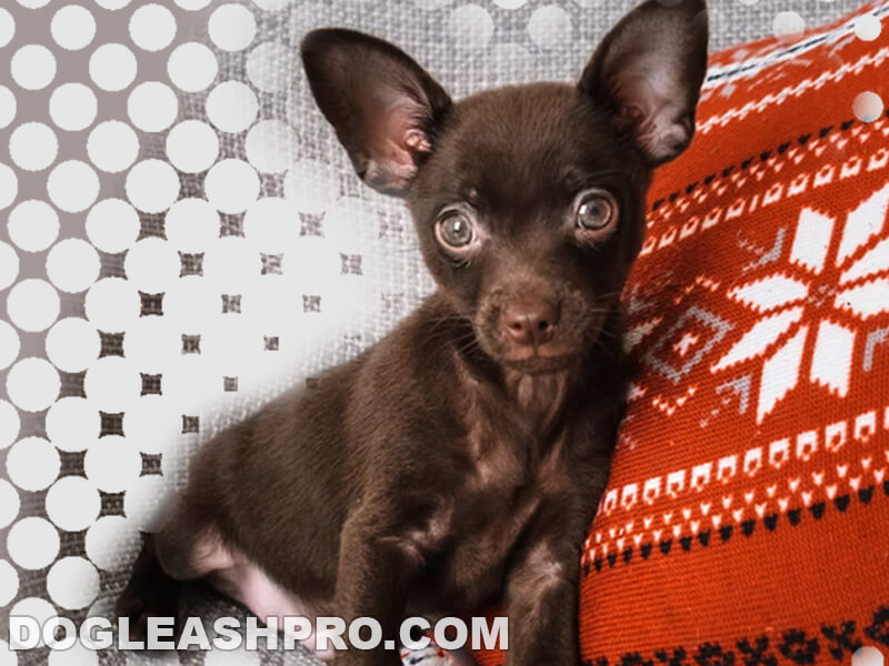 chocolate merle chihuahua