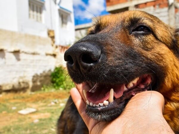 German Shepherd showing teeth