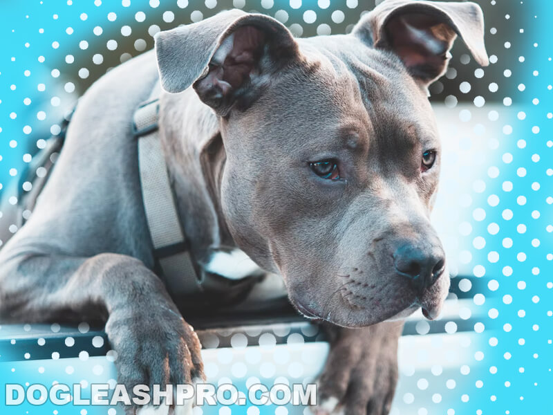 silver blue fawn pitbull