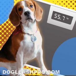 How Much Should A Beagle Weigh