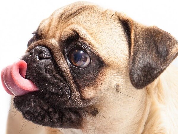 how much are pug puppies worth