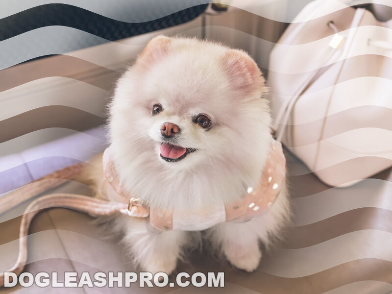 what is the difference between a pomeranian and a teacup pomeranian