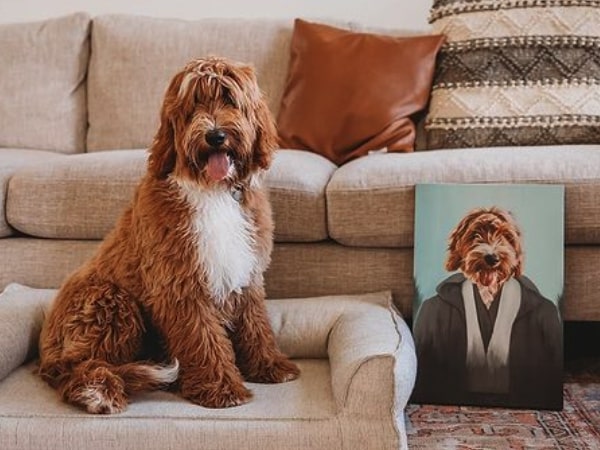 australian double doodle puppies