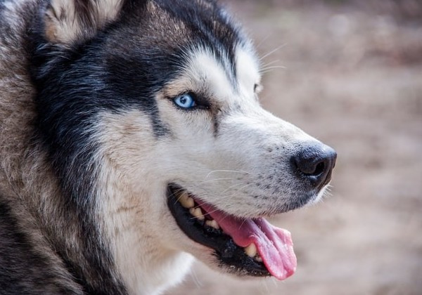 Siberian Husky can be mixed with Cane Corso