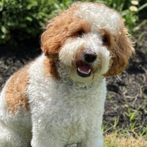 Australian Goldendoodle: Complete Guide - Dog Leash Pro