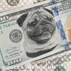 Why Are Pugs So Expensive