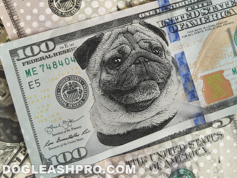 Why Are Pugs So Expensive
