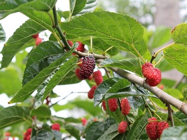 are mulberries safe to eat for dogs