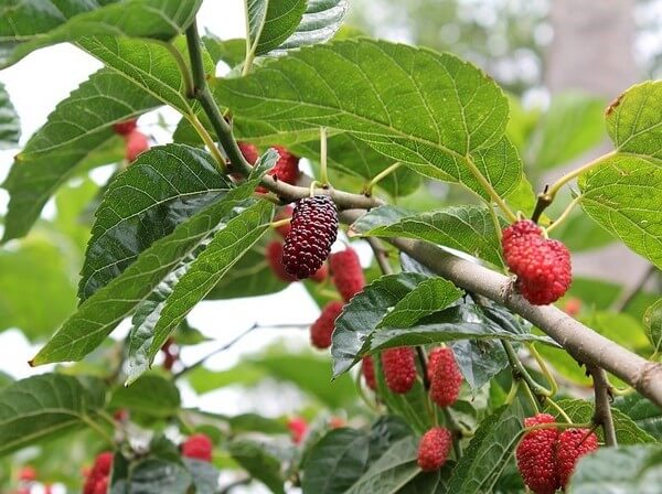 are mulberry trees safe for dogs