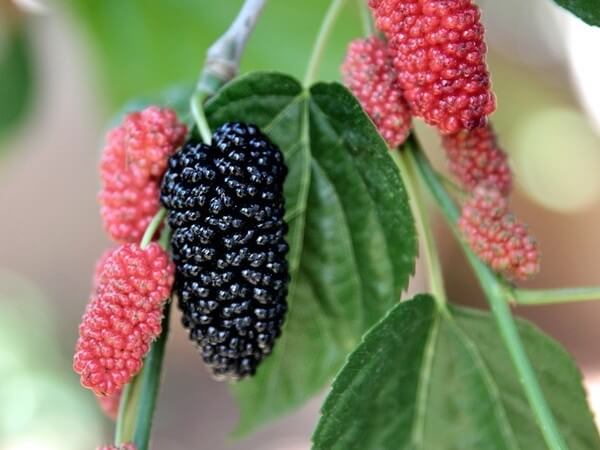 are mulberry tree leaves poisonous