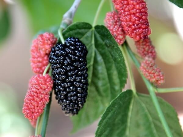 are mulberry leaves safe for dogs