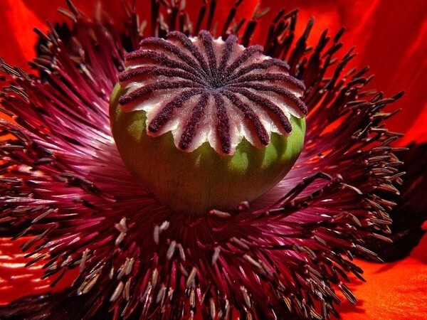 my dog ate a poppy flower