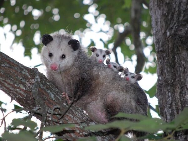 possum attack dog when dog is chasing it