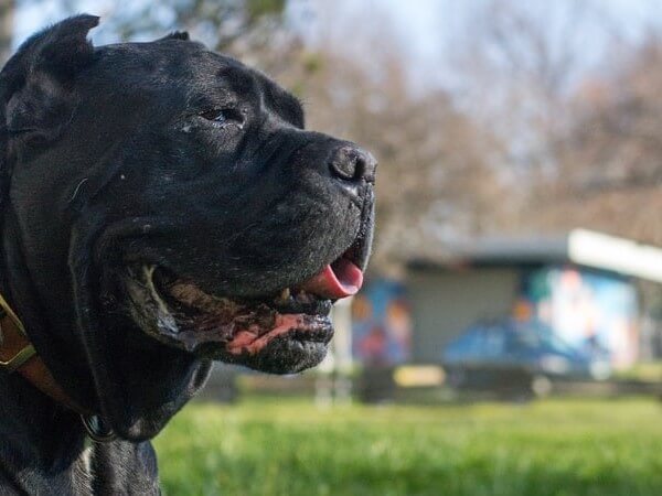 cane corso mixed with bully