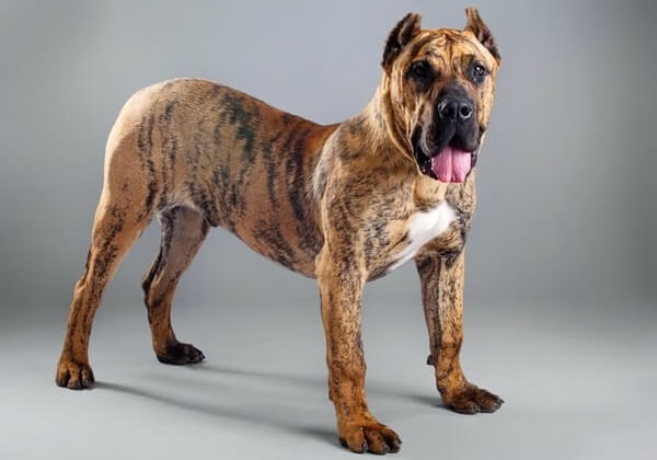 cane corso and great dane mix